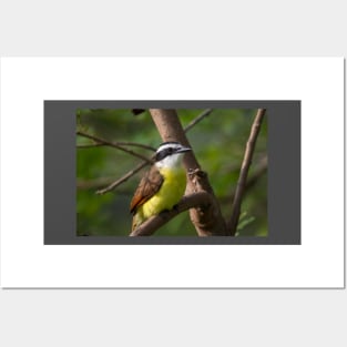 Great Kiskadee Perched Posters and Art